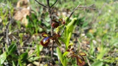 MIrror Orchid at Espiche